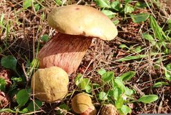 Trujące Borowiki. Te grzyby łatwo pomylić z jadalnymi okazami