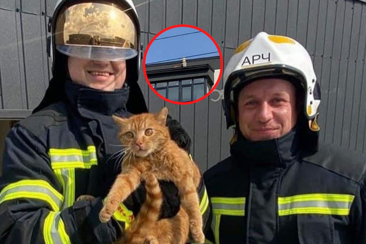 Uratowali wygłodniałego i wyczerpanego kota. "Dziękujemy za to, że dla Ukraińców każde życie jest ważne"