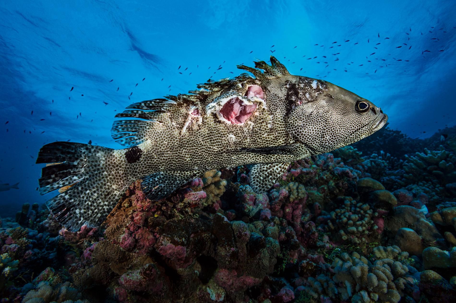 Szał żarłocznych rekinów ukazany na wyjątkowych zdjęciach National Geographic 2