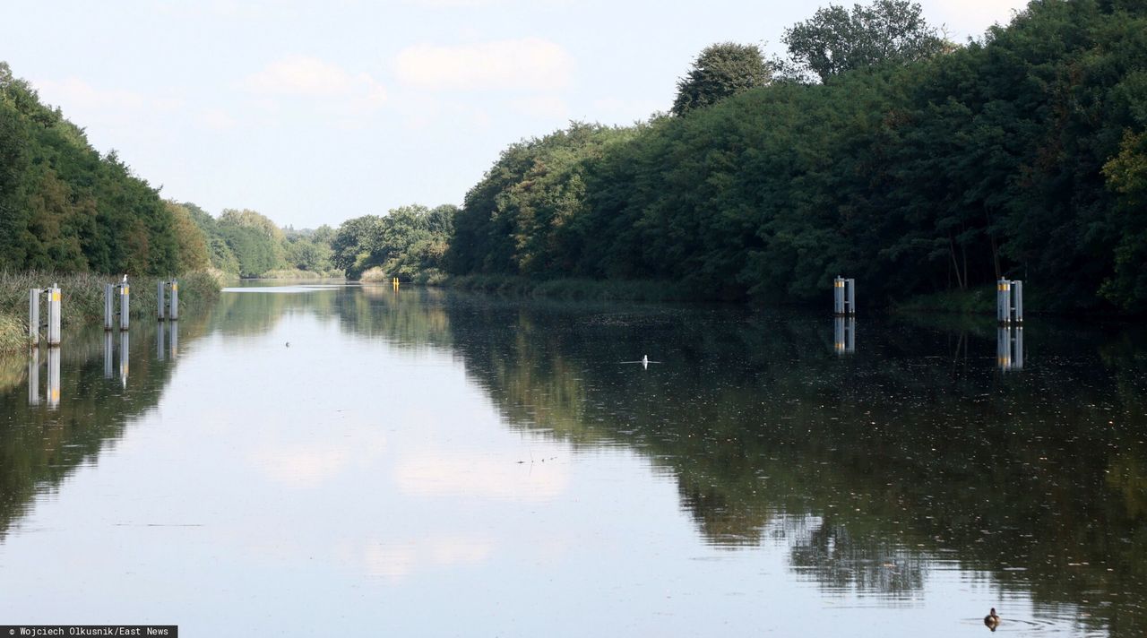 Z Odry wyłowiono 670 kg śniętych ryb. Pierwsze wyniki badań
