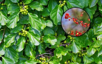 Masz tę roślinę w ogrodzie? Od 2027 r. trafi na listę zakazanych