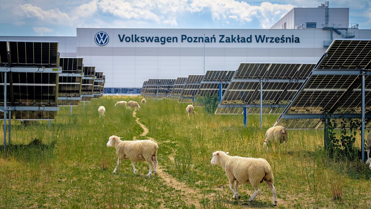 Owce pasą się na farmie fotowoltaicznej przy fabryce VW Poznań 