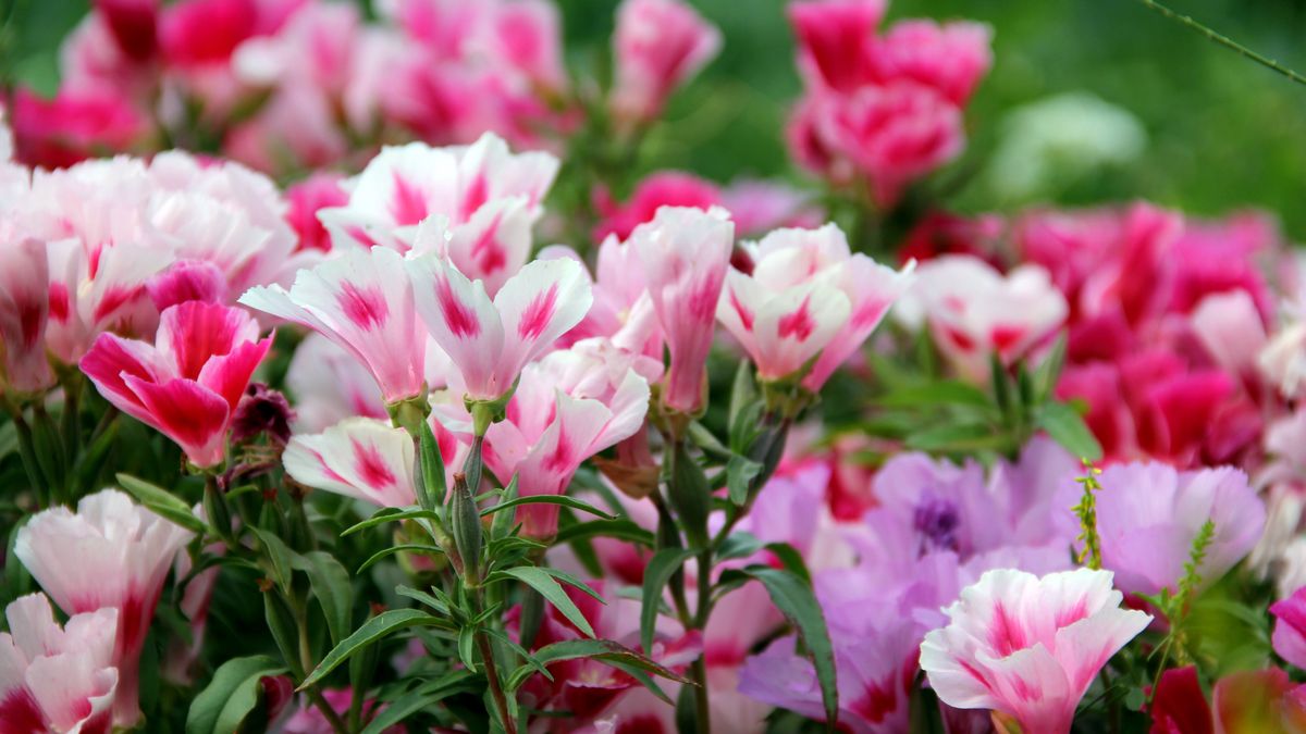 Soft focus of colorful godetia flowers blooming at a garden
A soft focus of colorful godetia flowers blooming at a garden
godetia, flowers, colorful, garden, blooming, bloom, petals, Clarkia, amoena, beautiful, blossom, flower, spring, nature, plant, summer, floral, flora, background, botany, bright, leaf, beauty, gardening, natural, plants, day, petal, closeup, macro, romance, blossoming, godetia, flowers, colorful, garden, blooming, bloom, petals, clarkia, amoena, beautiful, blossom, flower, spring, nature, plant, summer, floral, flora, background, botany, bright, leaf, beauty, gardening, natural, plants, day, petal, closeup, macro, romance, blossoming
