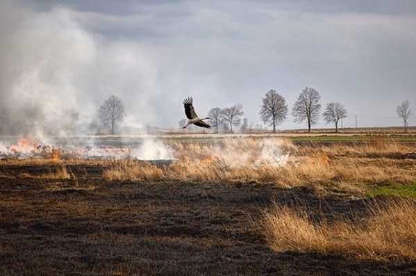 Wypalanie traw skończyło się tragedią. Śmierć 69-latka z Mazowsza