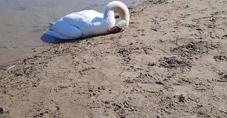 Umierają w męczarniach. Wszystko przez niewiedzę ludzi