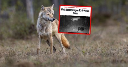Wilk skoczył siedem razy. Alarmujące słowa eksperta