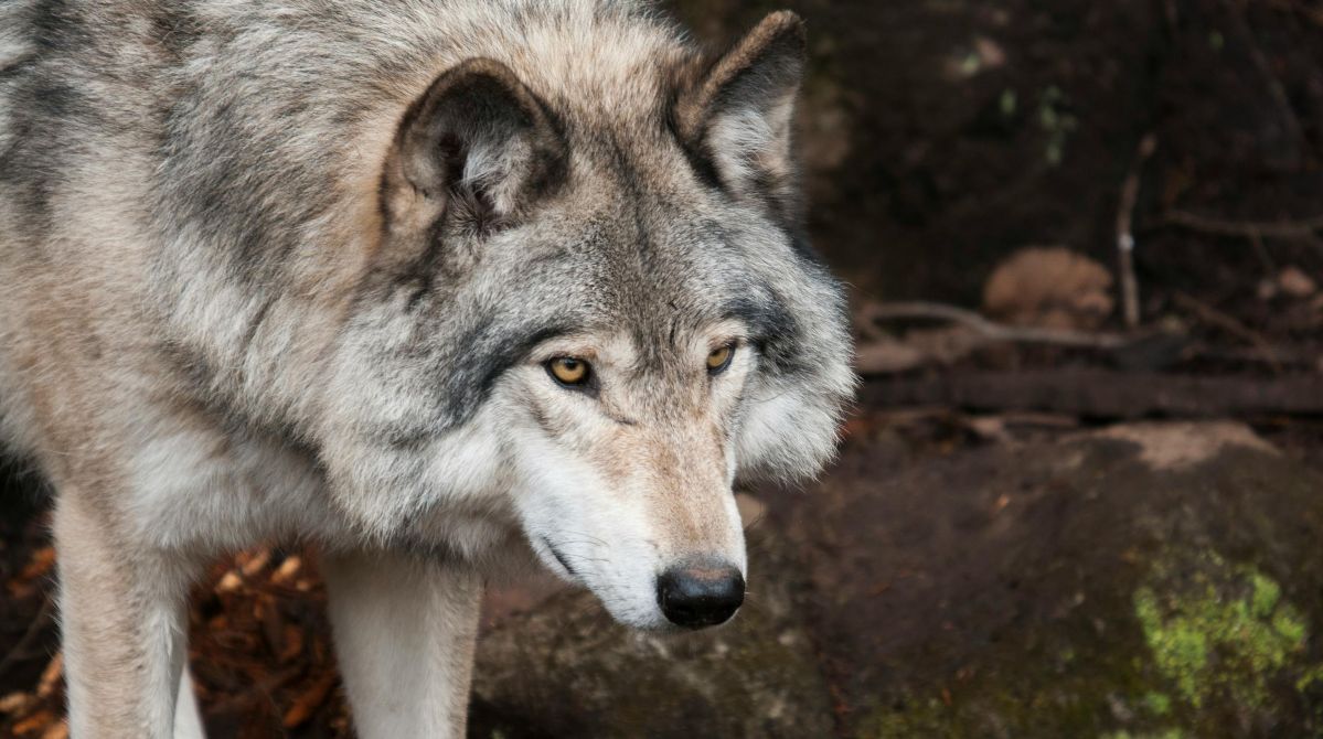 Bliskie spotkanie z wilkiem podczas wyprawy rowerowej w gminie Manowo