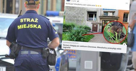 Grasują w Chorzowie. Problem mieszkańców narasta
