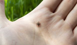 Wetrzyj w skórę. Kleszcze nawet się nie zbliżą