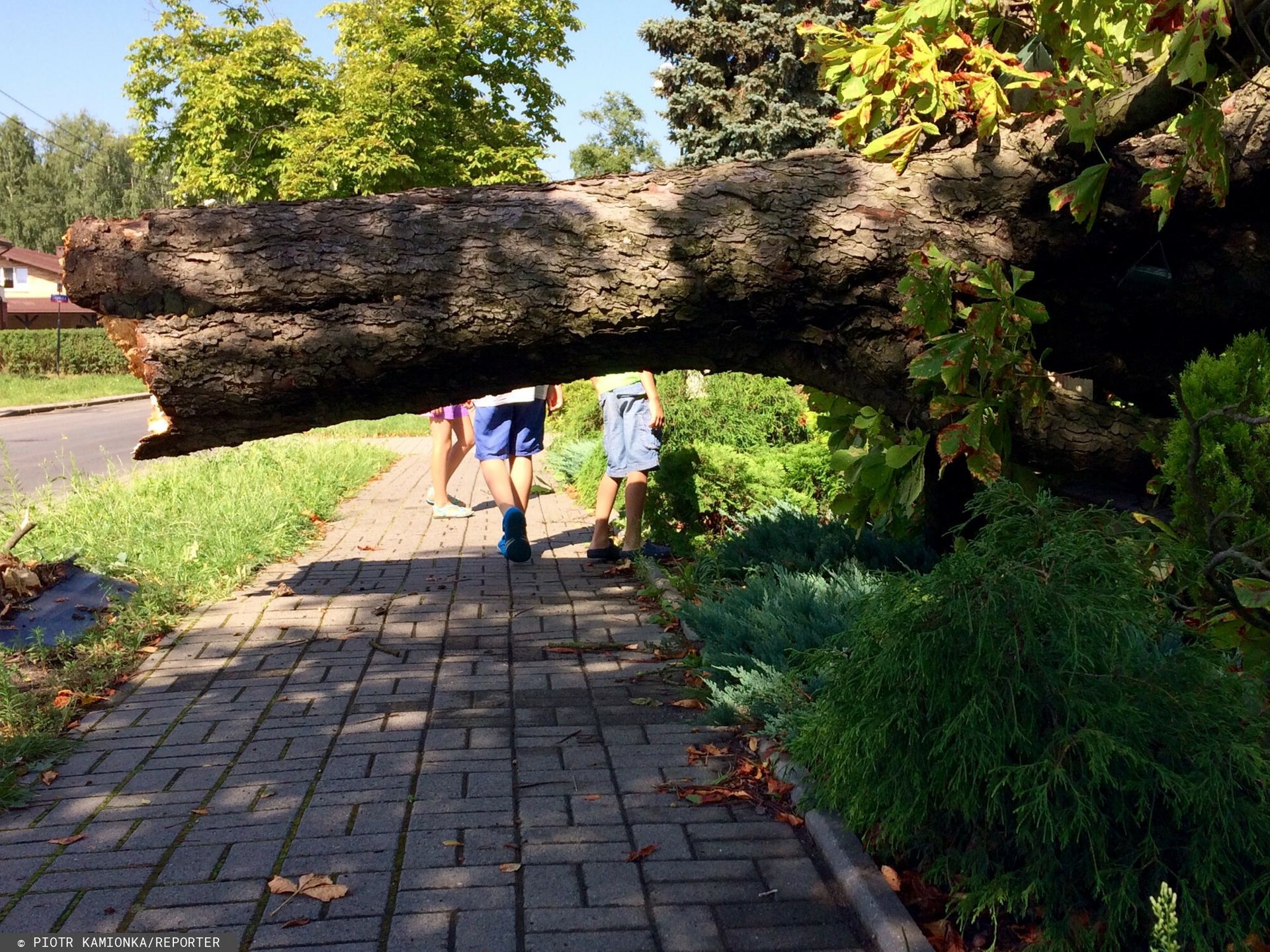 Drzewo runęło na chodnik. Dwie osoby w szpitalu