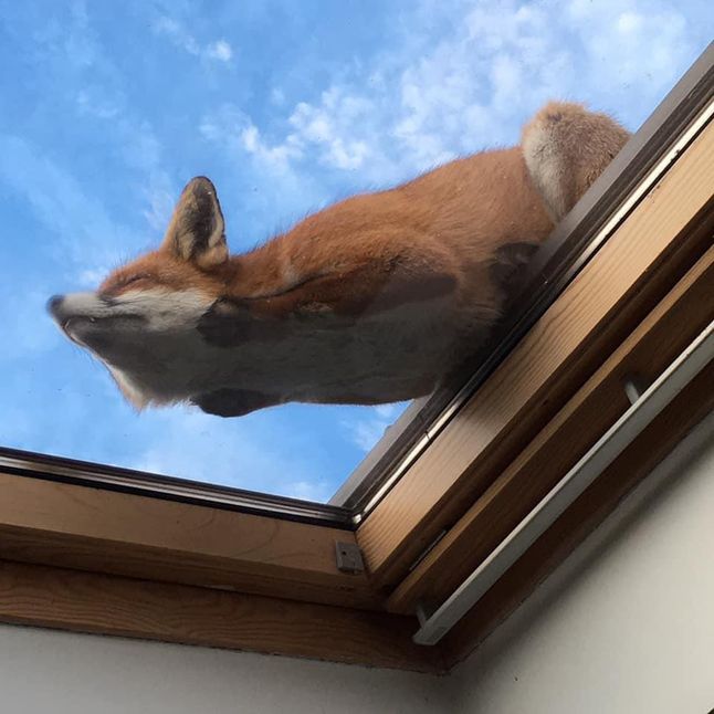 Lis śpiący na oknie dachowym