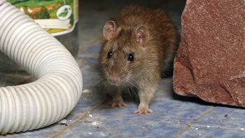 Rozłóż w kątach. Myszy szybko przestaną być problemem