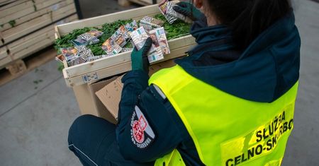 Kontrabanda pod pietruszką. Podlaska KAS przejmuje 50 tys. paczek nielegalnych papierosów na granicy
