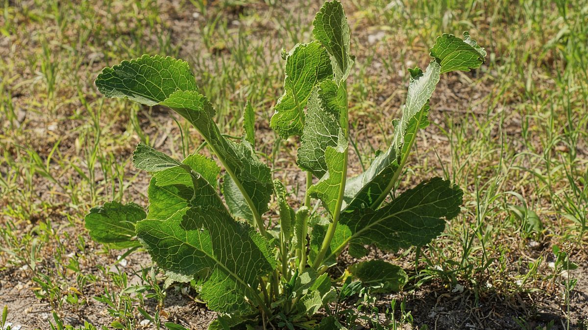 Liście chrzanu pospolitego mają imponujące rozmiary i są jadalną częścią rośliny