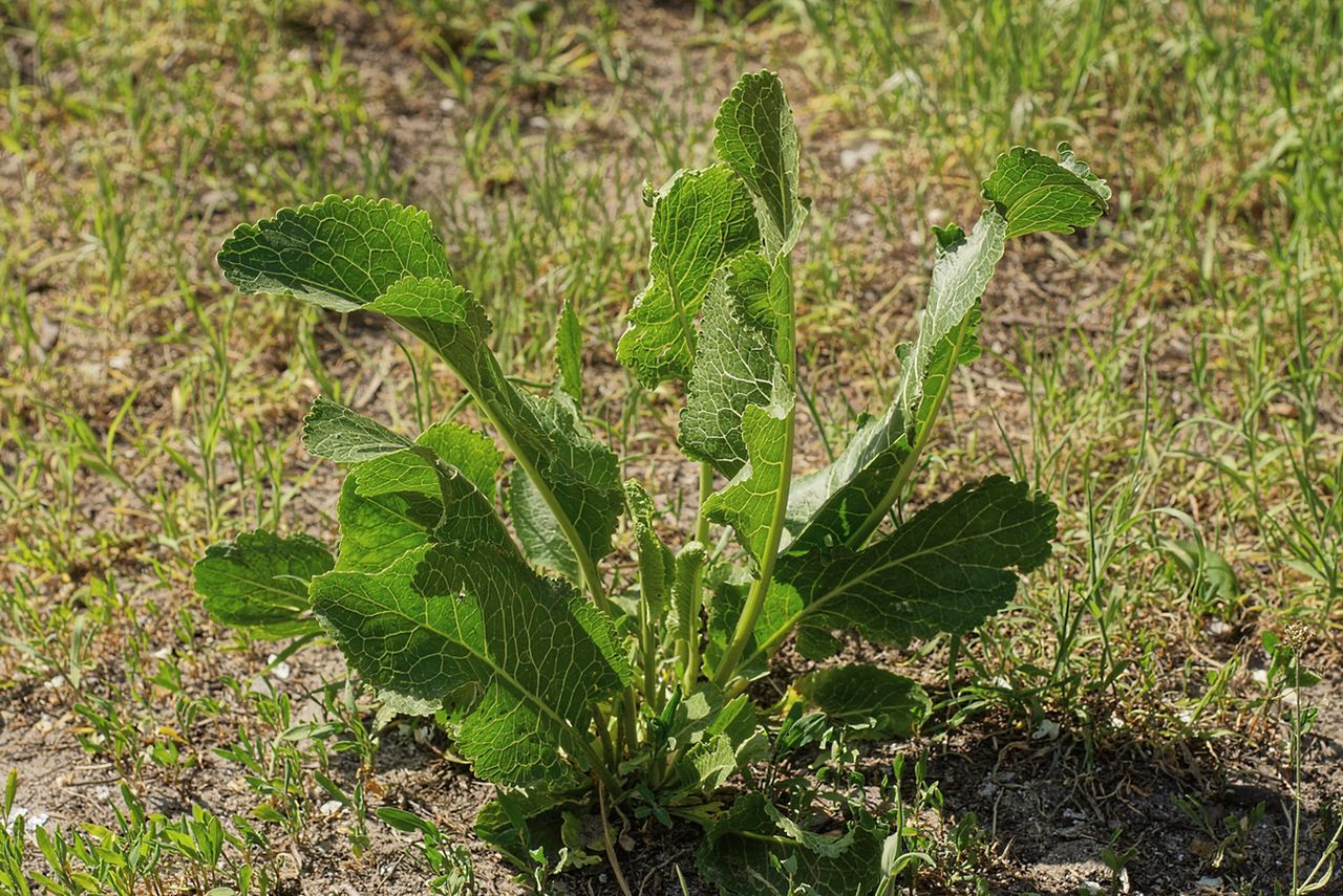 Chrzan pospolity – właściwości lecznicze, zastosowanie, przeciwwskazania