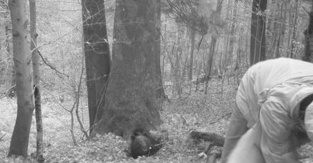 Atak niedźwiedzia. Fotopułapka wszystko nagrała