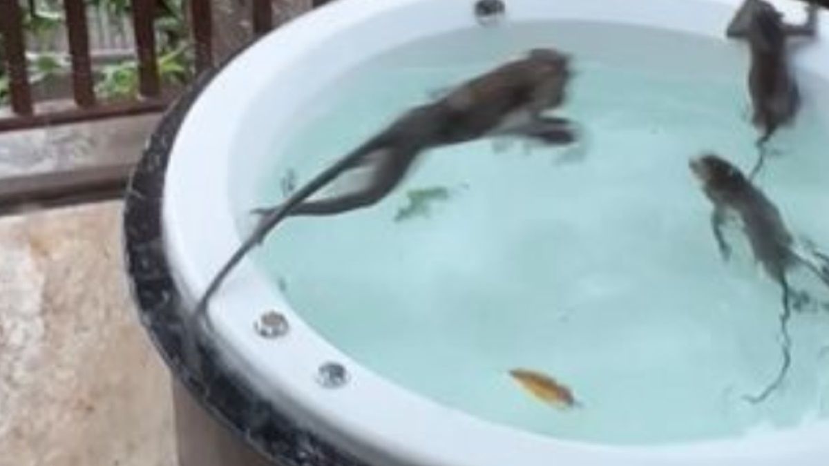 Gdy para wróciła do basenu, zastała w nim troje nieproszonych gości. Niechcący przerwali im relaks 