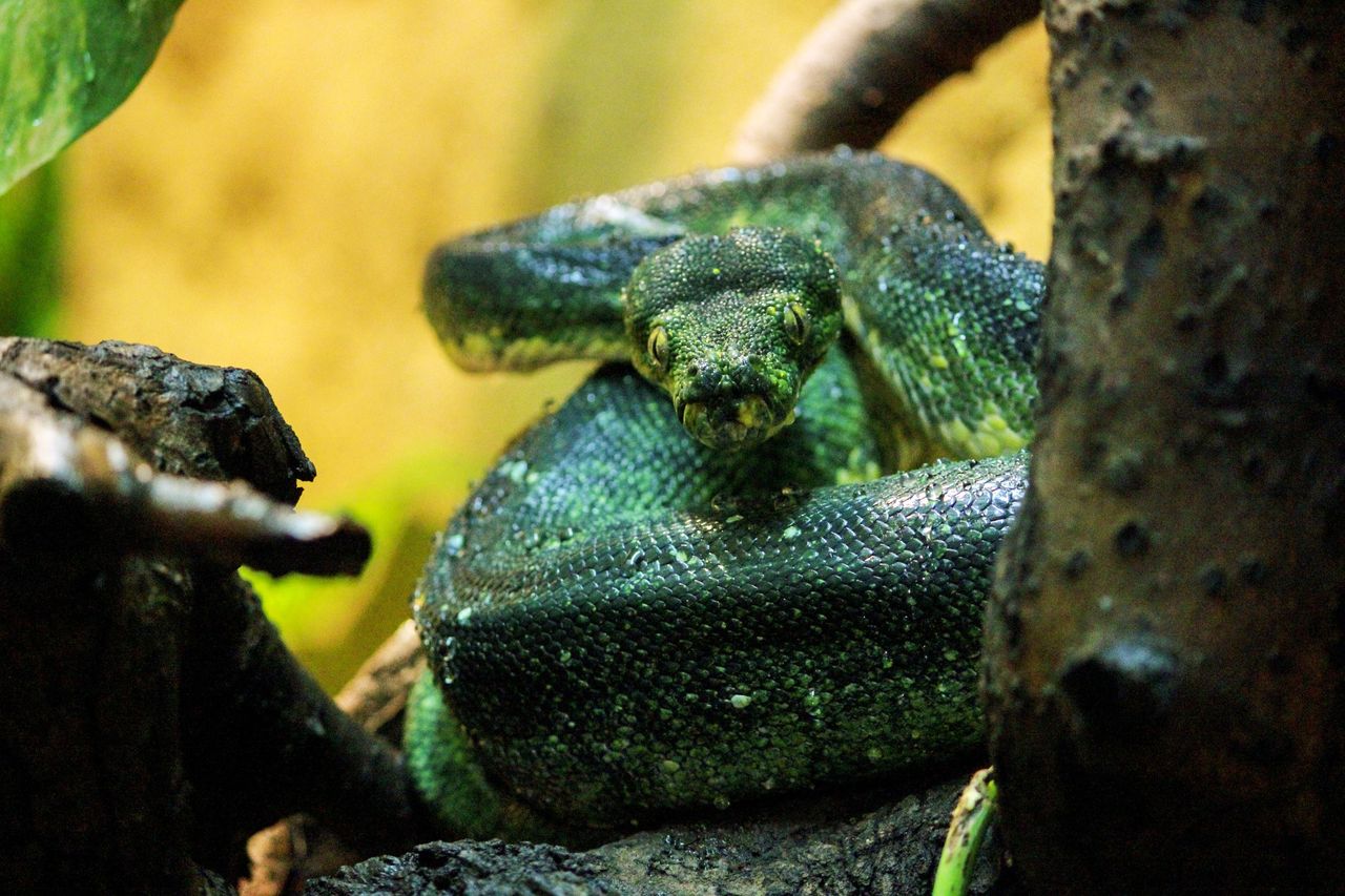 Nowy mieszkaniec zoo