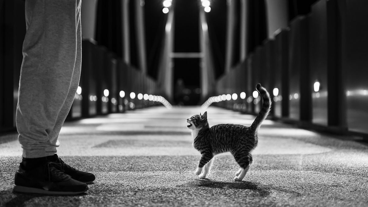 Bezdomny uratował życie chorego kota.