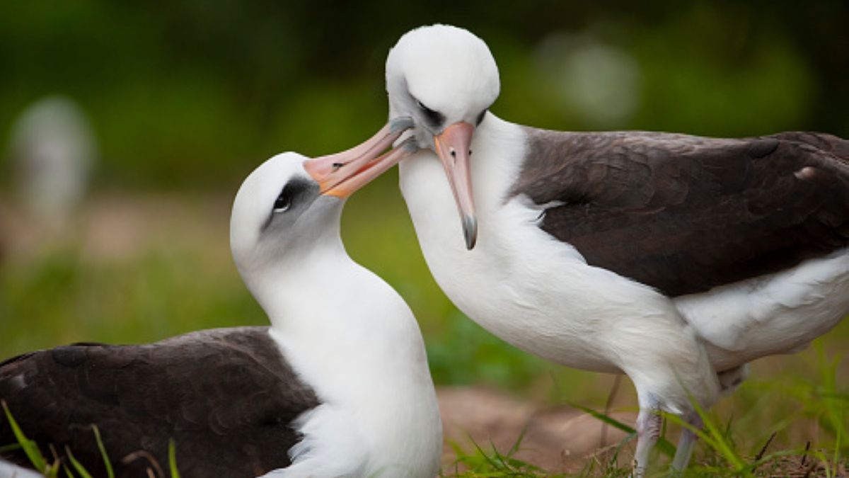 Najstarszy ptak świata w ciągu całego życia został ojcem około 40 piskląt