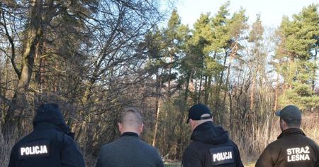 Strażnicy odkryli "zamaskowane pnie". Czterech mężczyzn usłyszało zarzuty