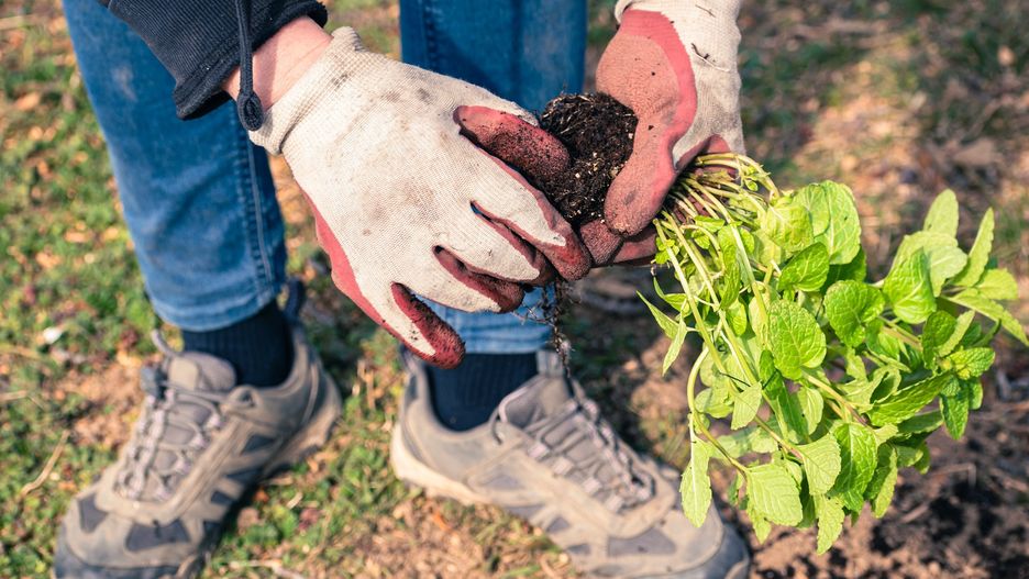 Kalendarz biodynamiczny maj. Co sadzić w ogrodzie?