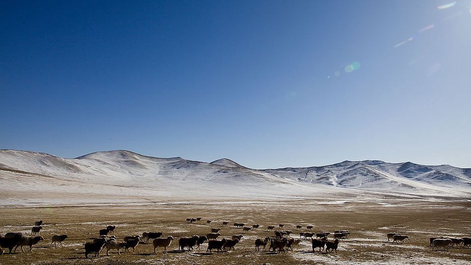 MNG: Extreme Mongolian Winter Claims Nomadic Herders Livestock