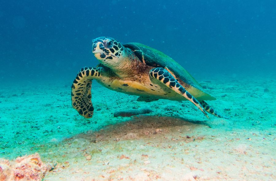 Mały żółw wydalał tylko plastik