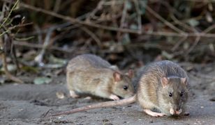 Szczurze gniazdo przy komisariacie we Wrocławiu. "Niedługo będą bardziej popularne niż krasnale"