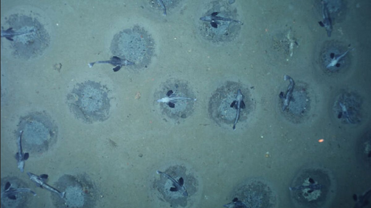 Przełom na Antarktydzie. Takiego zjawiska jeszcze nie było