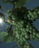 Kłopoty francuskich winiarzy