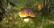 Mistrzostwa grzybiarzy