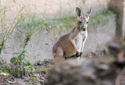 Szukają kangura w Krakowie. Pojawia się i znika