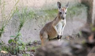 Szukają kangura w Krakowie. Pojawia się i znika