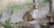 Szukają kangura w Krakowie. Pojawia się i znika