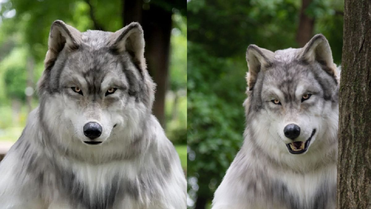 Mężczyzna "zmienił się" w wilka.