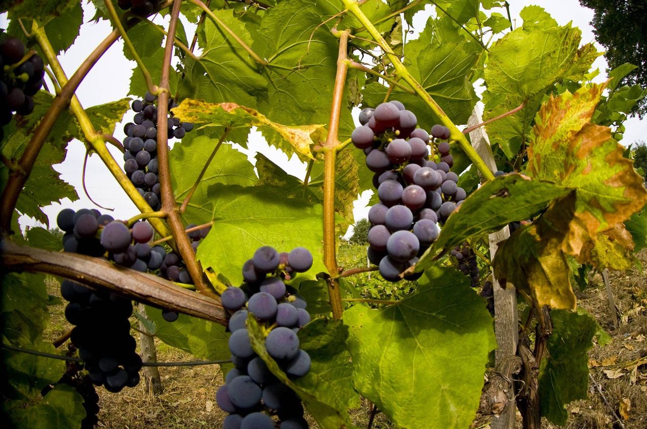 Ten biznes dojrzewa jak wino, które sami tworzą. Niedługo winnice ruszą ze zbiorami winogron