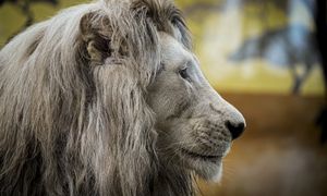 Przeżył atak lwa. Ocalenie zawdzięczał swojej społeczności