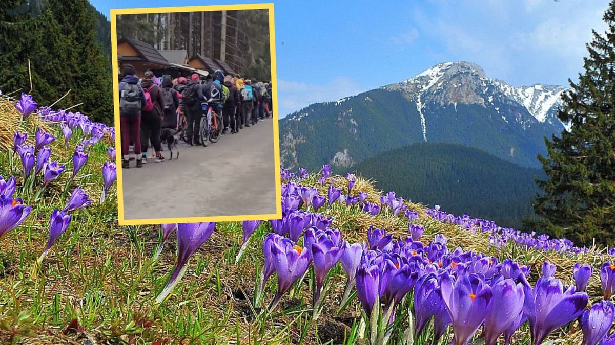 Tłumy turystów w Tatrach: Kolejki do krokusów w Dolinie Chochoło