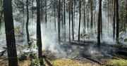 Pożar lasu na Choszczówce. Trwa akcja gaśnicza
