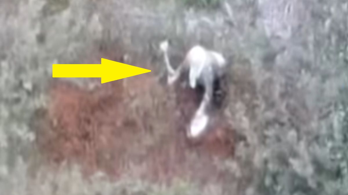 Dron zlokalizował zaginioną grzybiarkę.