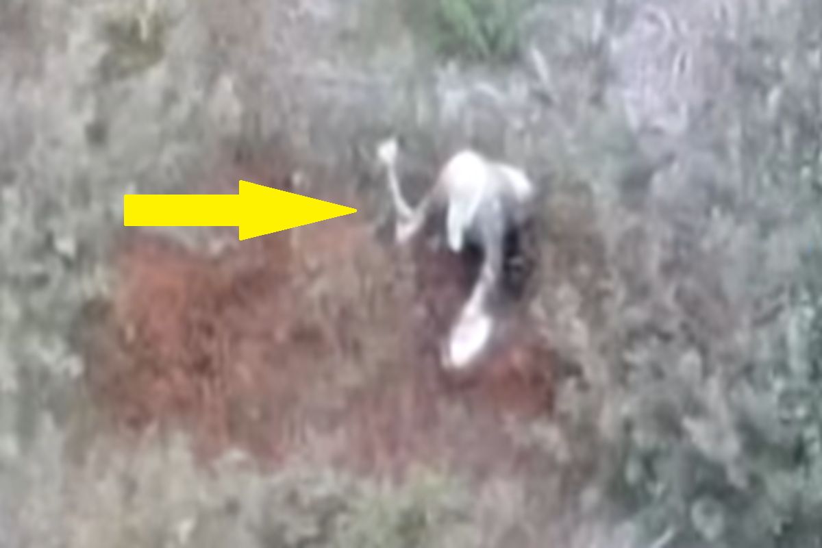 Zgubiła się na grzybach. Tak jej szukali. Jest nagranie