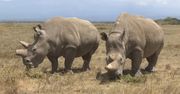 Ostatni nosorożec północny. Przełom w sprawie ocalenia gatunku