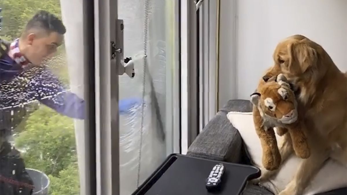 Golden retriever był zachwycony widokiem mężczyzny myjącego szyby