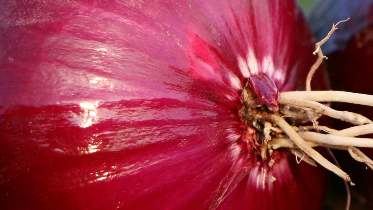 Cebula - zdrowe warzywo, które warto włączyć do diety