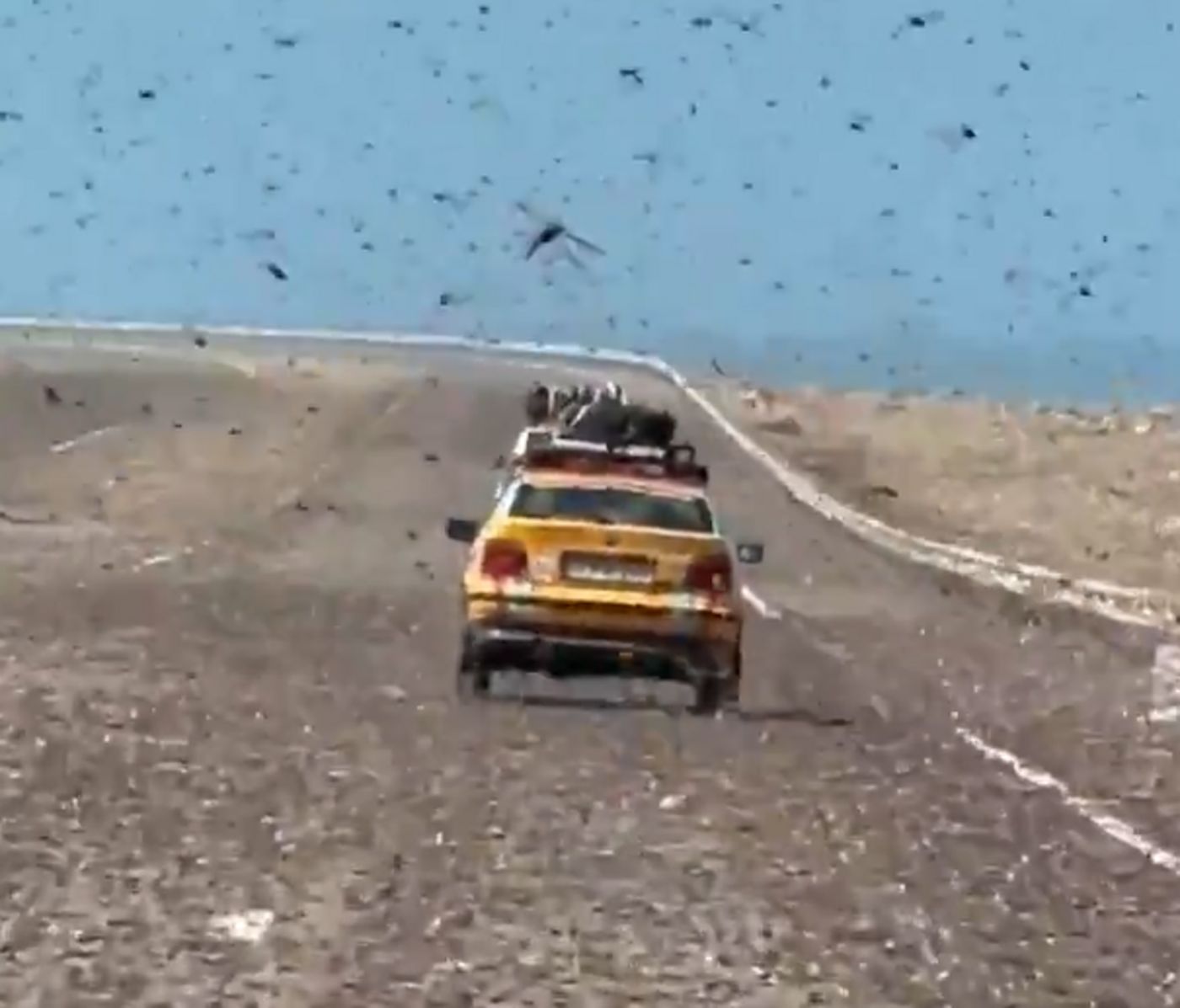 Plaga szarańczy na Saharze