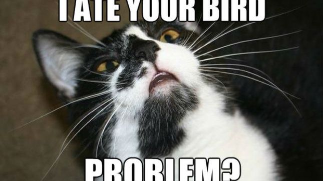 Kot jak tajny agent! Co zrobi, żeby dobrać się do jedzenia? 1