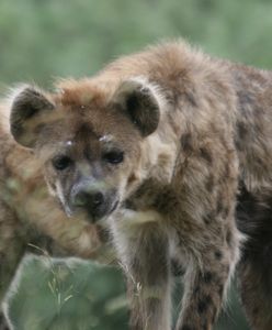 Stado agresywnych hien atakuje wieś. Opłakane skutki