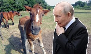Media: w Rosji rośnie sprzedaż koni. Wszystko przez sytuację na rynku paliw