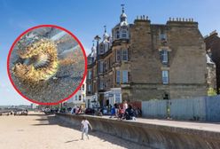 Morski "potwór" zauważony w Szkocji. "Nigdy nie widziałem czegoś takiego"